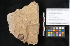 Foto (Objekt + Etikett) von Quercus palaeoilex Ettingshausen (NHMW-GEO-2024-0188-6381)